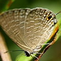 Jamides phaseli (Dark Cerulean) at home<br />Canon EOS KDX (400D) + EFS60 F2.8